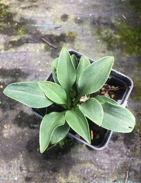 Hosta blue petit pierre - in vaso