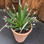 Agave Albopilosa cm.18 - anni14 come da foto