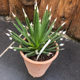 Agave Albopilosa cm.18 - anni14 come da foto