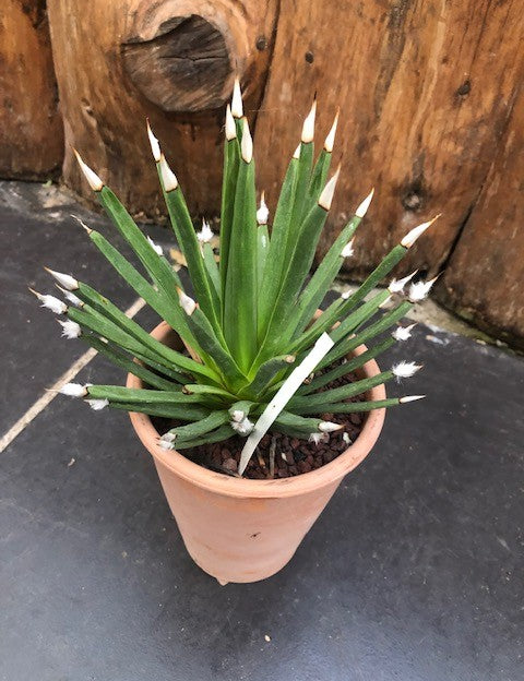 Agave Albopilosa cm.18 - anni14 come da foto