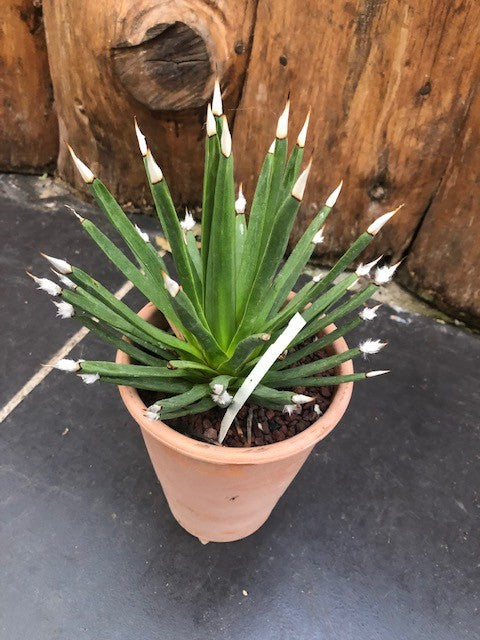 Agave Albopilosa cm.18 - anni14 come da foto