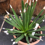 Agave Albopilosa cm.18 - anni14 come da foto