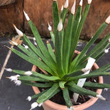 Agave Albopilosa cm.18 - anni14 come da foto