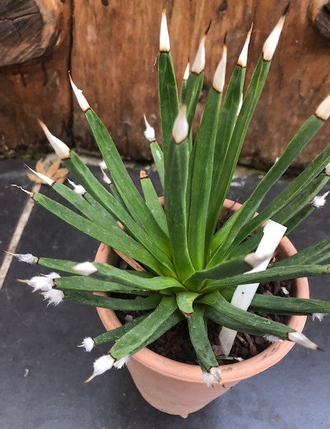 Agave Albopilosa cm.18 - anni14 come da foto