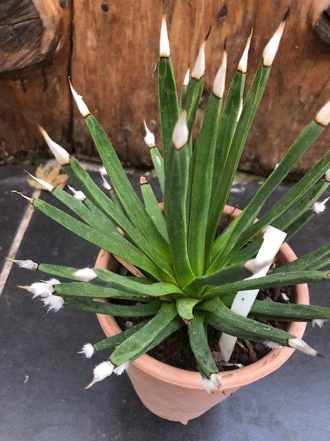 Agave Albopilosa cm.18 - anni14 come da foto