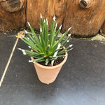 Agave Albopilosa cm.18 - anni14 come da foto