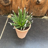 Agave Albopilosa cm.18 - anni14 come da foto