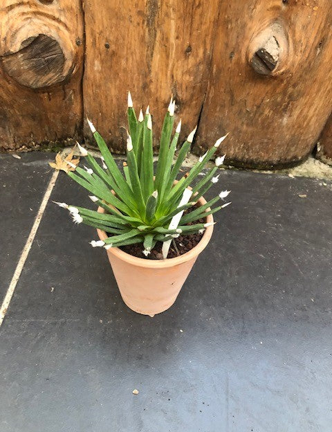 Agave Albopilosa cm.18 - anni14 come da foto