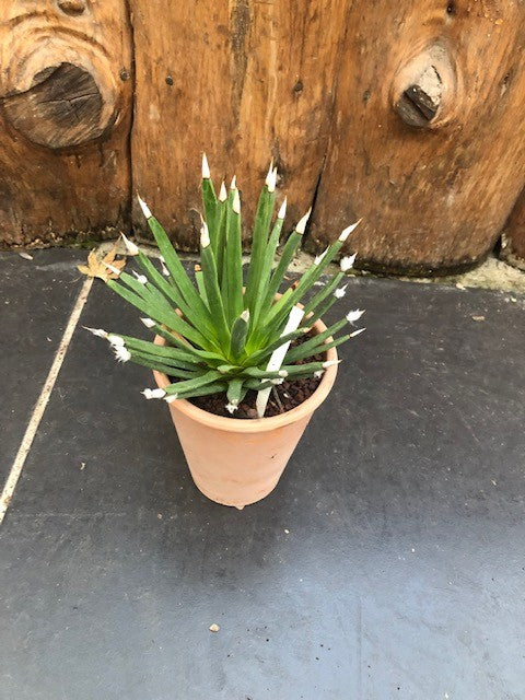 Agave Albopilosa cm.18 - anni14 come da foto