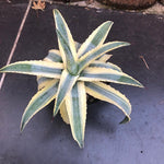 Agave americana cv cornelius cm.15/17 impiega 15 anni per raggiungere i 40 cm. anni