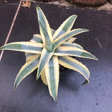 Agave americana cv cornelius cm.15/17 impiega 15 anni per raggiungere i 40 cm. anni