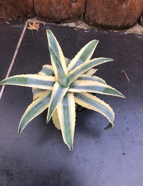 Agave americana cv cornelius cm.15/17 impiega 15 anni per raggiungere i 40 cm. anni