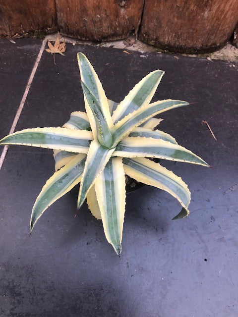 Agave americana cv cornelius cm.15/17 impiega 15 anni per raggiungere i 40 cm. anni