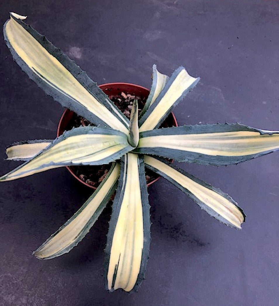 Agave  Ingens mediopicta striata aurea.cm. 30 pianta in vendita come da foto.