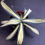 Agave  Ingens mediopicta striata aurea.cm. 30 pianta in vendita come da foto.