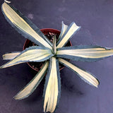 Agave  Ingens mediopicta striata aurea.cm. 30 pianta in vendita come da foto.