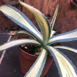 Agave  Ingens mediopicta striata aurea.cm. 30 pianta in vendita come da foto.