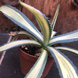 Agave  Ingens mediopicta striata aurea.cm. 30 pianta in vendita come da foto.