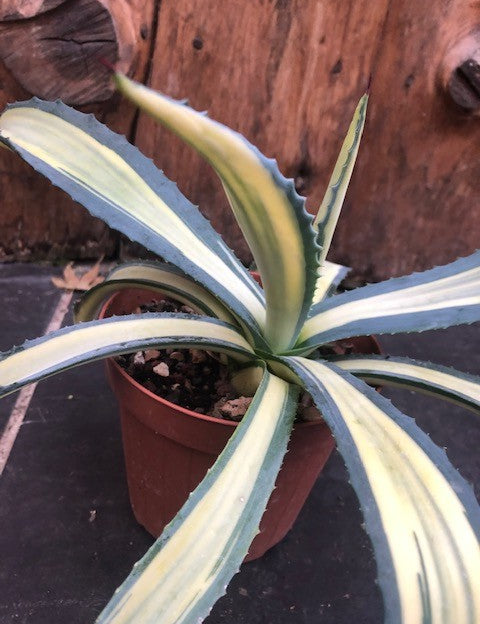 Agave  Ingens mediopicta striata aurea.cm. 30 pianta in vendita come da foto.
