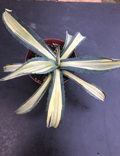 Agave  Ingens mediopicta striata aurea.cm. 30 pianta in vendita come da foto.