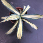 Agave  Ingens mediopicta striata aurea.cm. 30 pianta in vendita come da foto.