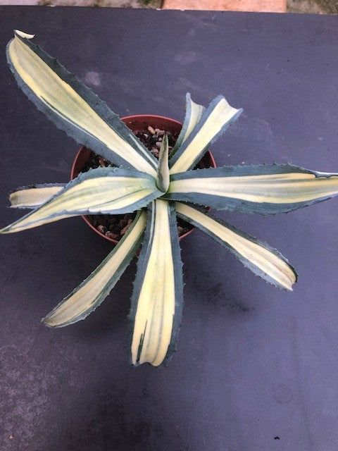 Agave  Ingens mediopicta striata aurea.cm. 30 pianta in vendita come da foto.