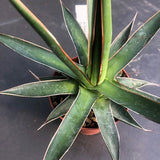 Agave Ochaui Ochaui