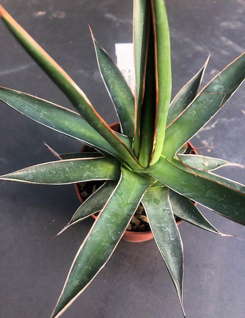 Agave Ochaui Ochaui