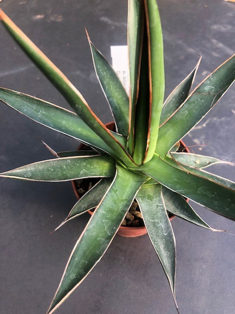 Agave Ochaui Ochaui