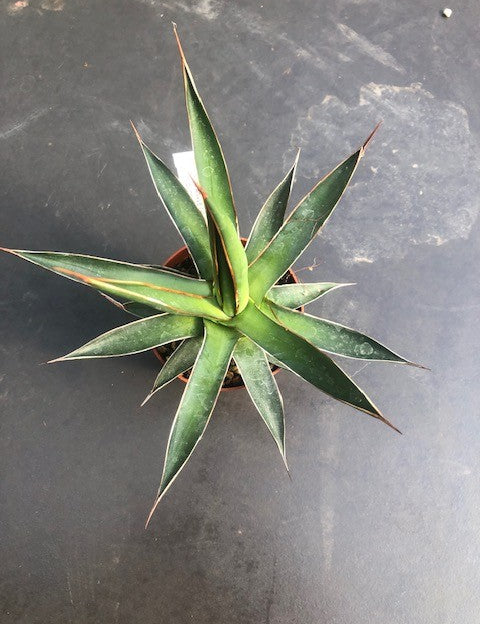 Agave Ochaui Ochaui