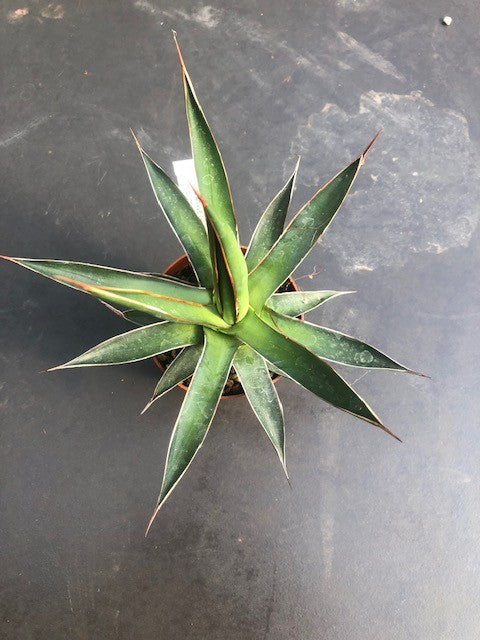 Agave Ochaui Ochaui