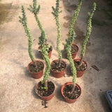 Ceraria Namaquensis