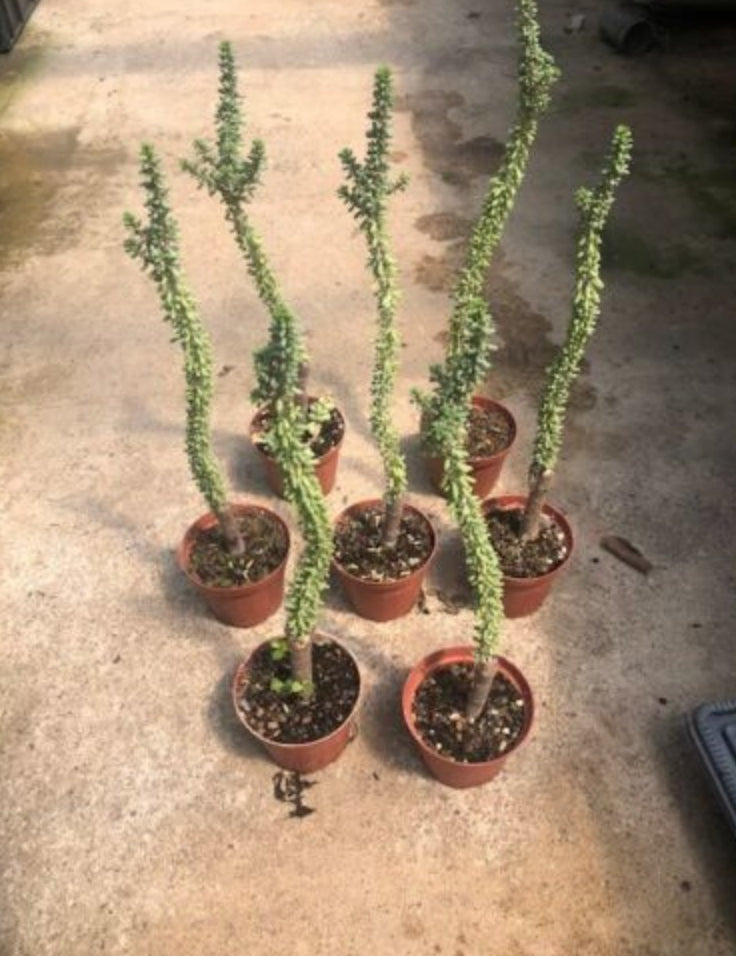 Ceraria Namaquensis