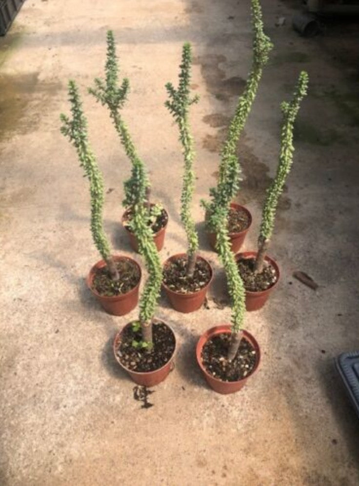 Ceraria Namaquensis