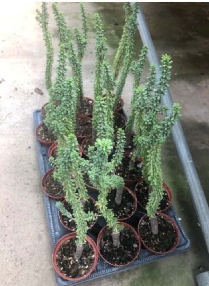 Ceraria Namaquensis