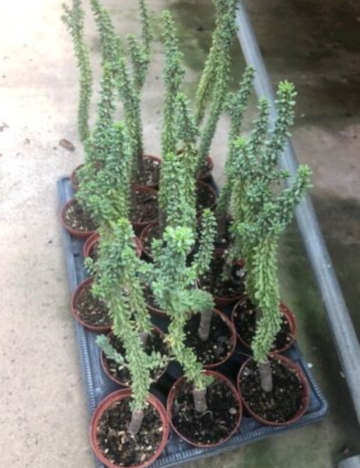 Ceraria Namaquensis