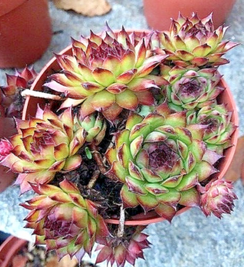 Sempervivum Greyfriars vaso 9/10