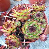 Sempervivum Greyfriars vaso 9/10