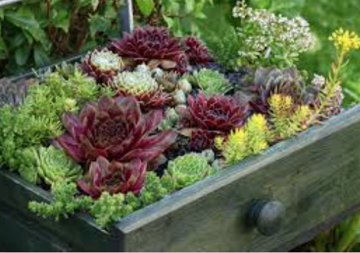 Sempervivum ciliosum giganteum