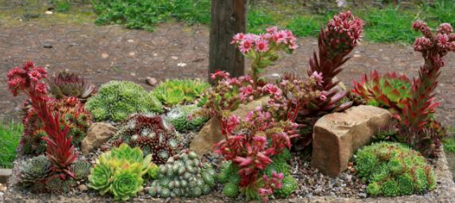Sempervivum ciliosum giganteum