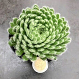 Sempervivum ciliosum giganteum