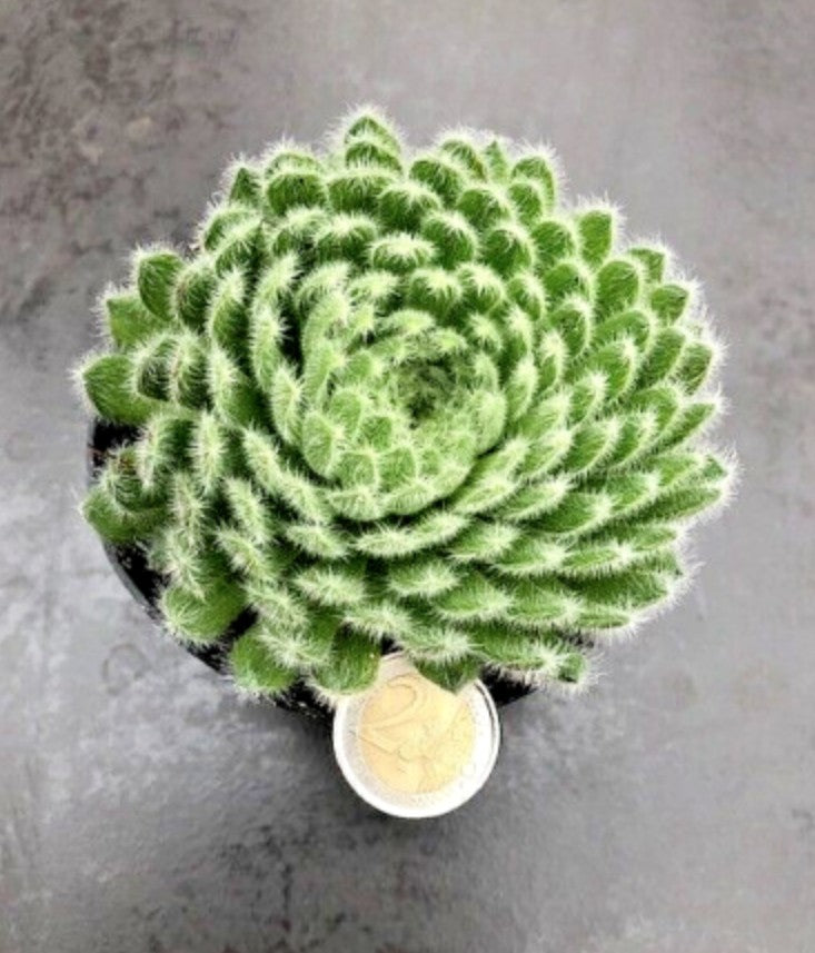 Sempervivum ciliosum giganteum