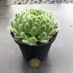 Sempervivum ciliosum giganteum