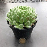Sempervivum ciliosum giganteum