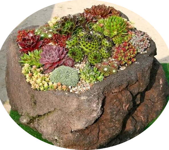 Sempervivum Arachnoideum Mont Blanc