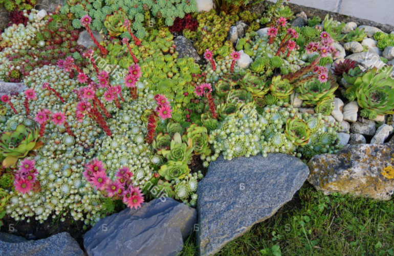 Sempervivum Arachnoideum Mont Blanc