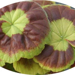 Pelargonium Marcheal Mac Mahon vaso