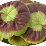 Pelargonium Marcheal Mac Mahon vaso