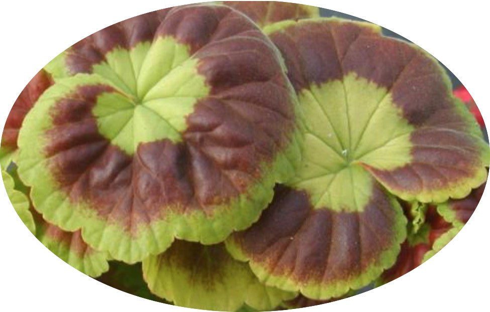 Pelargonium Marcheal Mac Mahon vaso