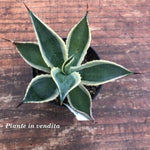 Agave Celsii variegata cm. 14/16